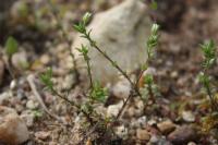 Arenaria leptoclados