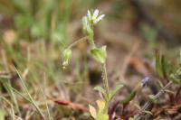 Cerastium semidecandrum