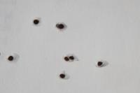 Spergula pentandra