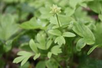 Adoxa moschatellina