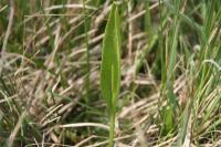 Ophioglossum vulgatum