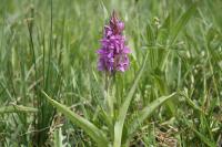 Dactylorhiza majalis
