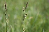 Carex panicea