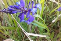 Polygala vulgaris