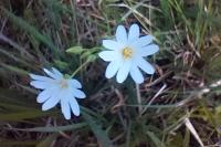 Rabelera holostea
