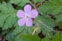 Geranium robertianum