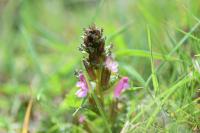 Pedicularis sylvatica