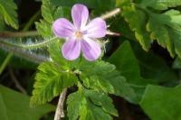 Geranium robertianum