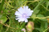 Cichorium intybus