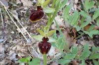 Ophrys aranifera