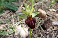 Ophrys aranifera