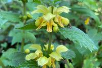 Lamium galeobdolon