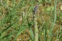 Asparagus acutifolius