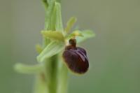 Ophrys aranifera