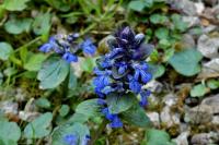 Ajuga reptans