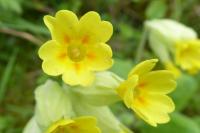 Primula veris