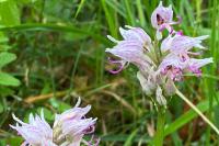Orchis simia