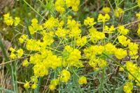 Euphorbia cyparissias