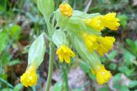 Primula veris