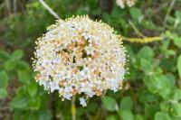 Viburnum lantana