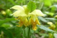 Lamium galeobdolon