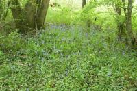 Hyacinthoides non-scripta