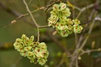Ulmus minor