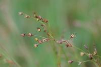 Luzula forsteri