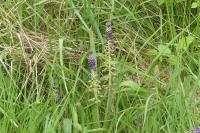 Muscari comosum