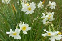 Narcissus poeticus