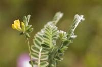 Ornithopus compressus