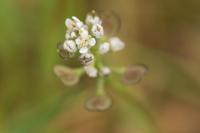 Teesdalia nudicaulis