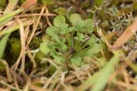 Teesdalia nudicaulis