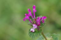 Lamium amplexicaule