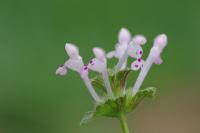 Lamium amplexicaule