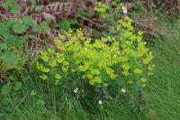 Euphorbia amygdaloides