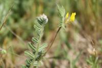 Ornithopus compressus