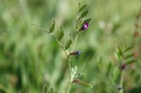 Vicia lathyroides