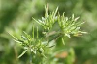 Scleranthus annuus
