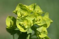 Euphorbia esula