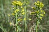 Euphorbia esula