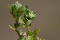 Polycarpon tetraphyllum