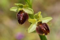 Ophrys aranifera