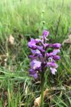 Anacamptis morio