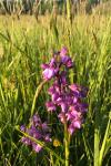 Anacamptis morio