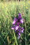 Anacamptis morio