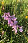 Anacamptis morio