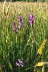 Anacamptis morio