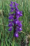 Anacamptis morio