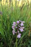 Anacamptis morio